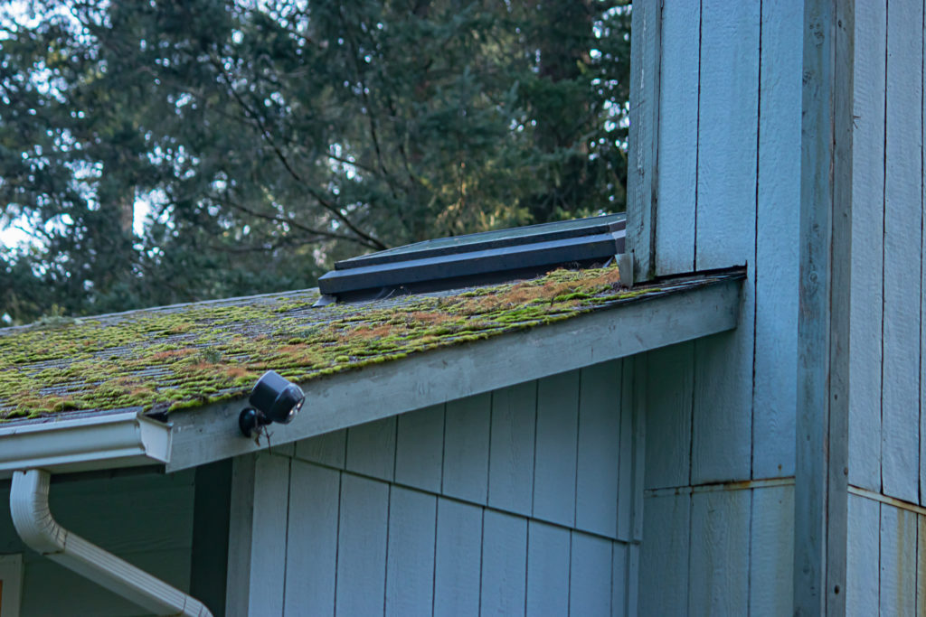roof with moss and lichens needing removal