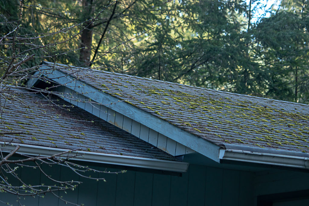 how to remove moss and lichens from your roof