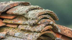 Old tile roof with lichen